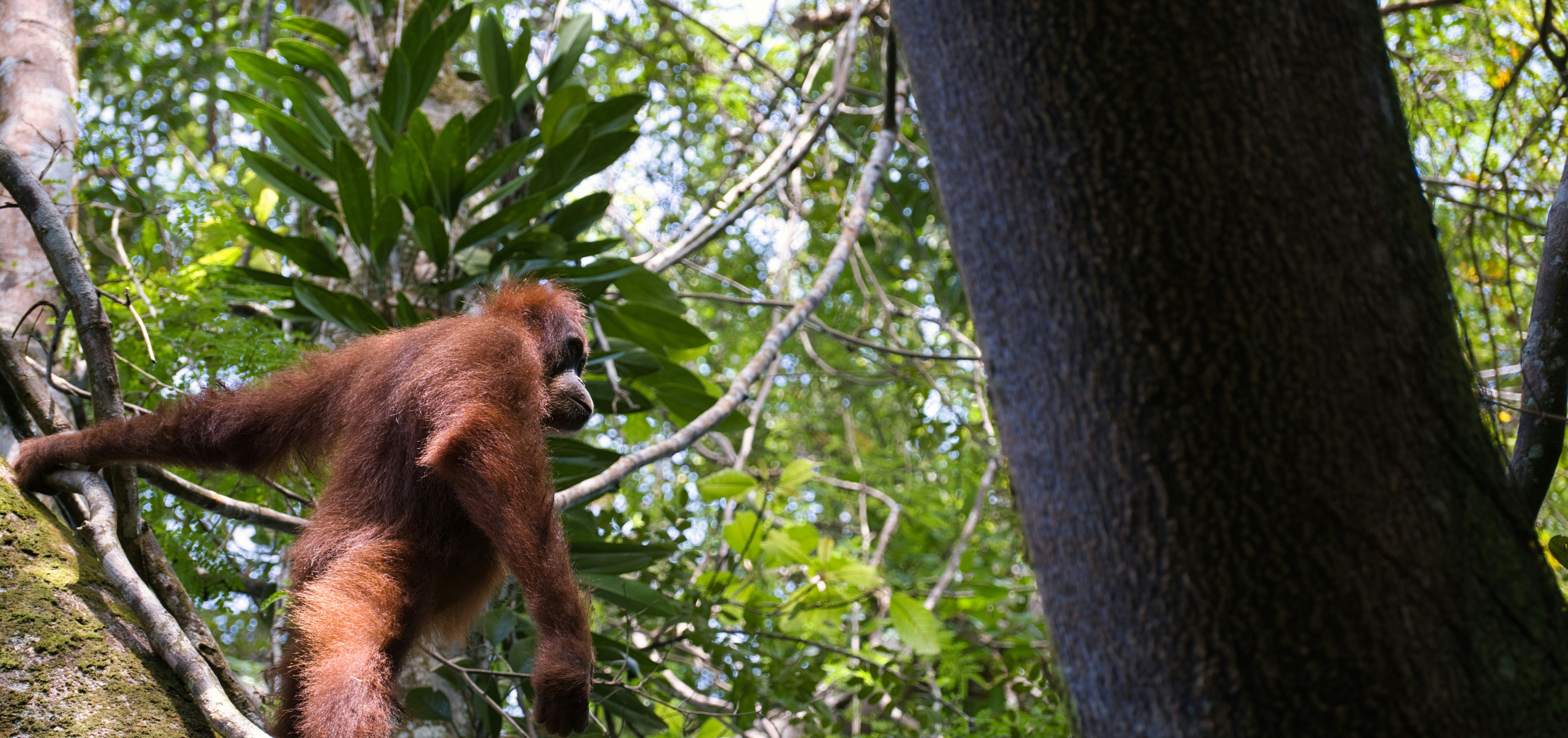 When Forests Must Bend